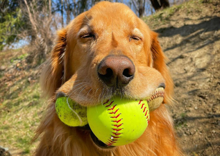 Golden Retriever breaks Guinness world record for most tennis balls in mouth