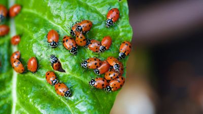 Why are ladybirds absolutely everywhere all of a sudden?