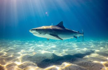 Police find pool of sharks swimming around a Christmas tree in ground floor flat