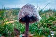 Guy injects magic mushrooms into his veins and they started growing in his blood