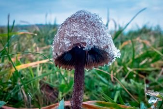 Guy injects magic mushrooms into his veins and they started growing in his blood