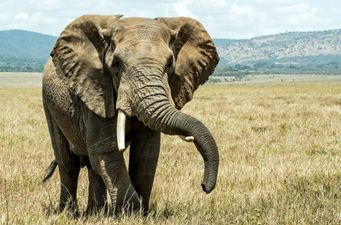 Suspected poacher trampled to death by elephant in South Africa