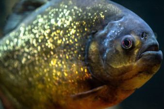 Man eaten by piranhas after drowning in lake while trying to escape bee attack