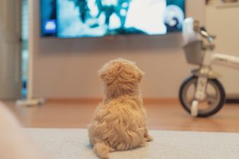 A TV channel just for dogs is coming soon