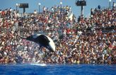 Expedia bans holidays to see captive dolphins and whales perform