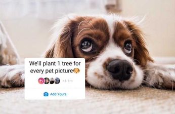 Who’s actually behind the ‘plant one tree for every pet picture’ Instagram trend?