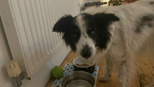 BBC presenter's dog Cabbage has been found