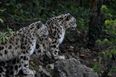 Three snow leopards have died from Covid