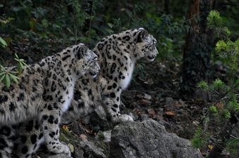 Three snow leopards have died from Covid