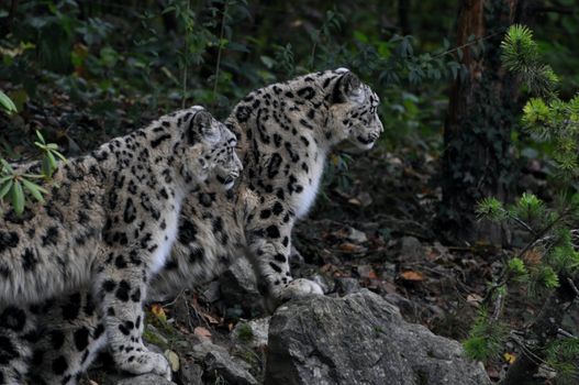 Snow Leopard