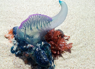 ‘Deadly’ sea ‘aliens’ are washing up on UK beaches