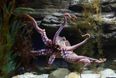 Octopuses, crabs and lobsters are sentient beings that feel pain under UK law, government announces