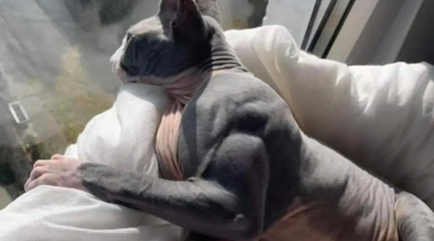 Cat with condition that makes it gain muscle mass