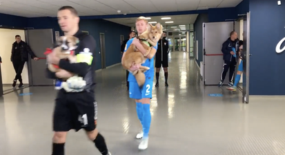 Zenit players take dogs on pitch in bid to get them rehomed