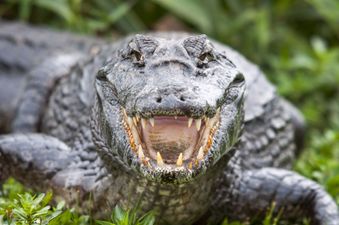 Brit mauled by crocodile speaks out from hospital bed