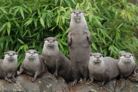 Man feared for life after being attacked by otters