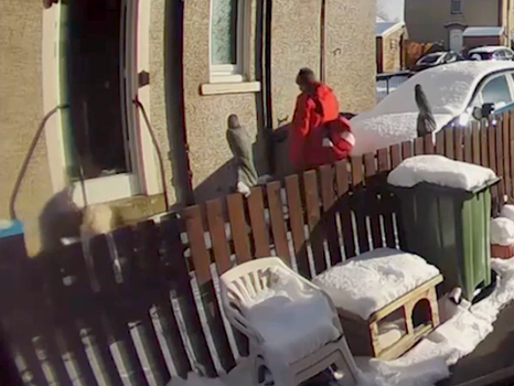 Postman leaves woman in snow