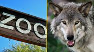 French zoo forced to close after nine wolves escape while it was open