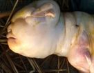 Mutant hairless goat born ‘with face of human baby’