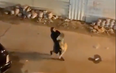 Woman carries escaped lion down street after animal gets free