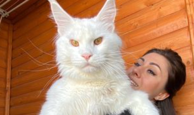 ‘My cat is so huge everyone thinks he’s a dog – and he’s still growing’