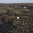 Rescuers attach sausage to drone to save stranded dog that wouldn’t move