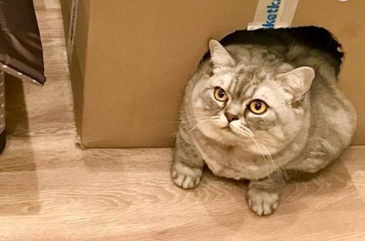 World's fattest cat tries to lose weight