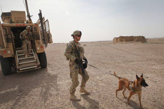 SAS soldier runs through gunfire to save army dog who helped kill sniper