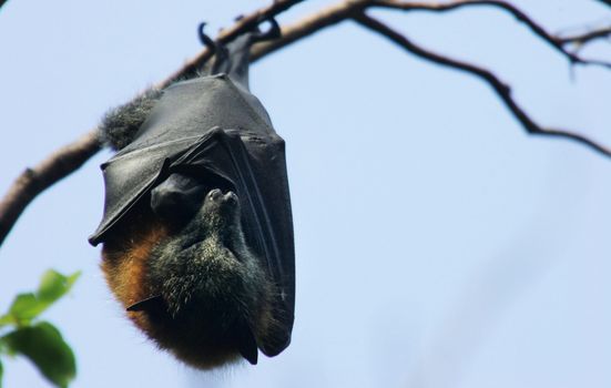 SARS-CoV-2 traced 'unambiguously' back to bats