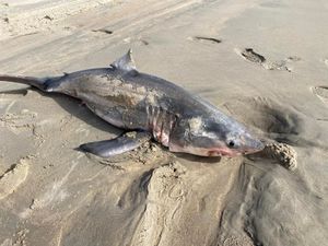 Great white shark washes up on shore as brave beach-goer shows off beast’s jaws