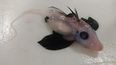 Baby ‘ghost shark’ with retractable penis on head found 1,200m under water