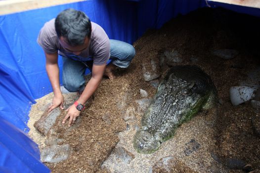 World's largest saltwater croc in captivity