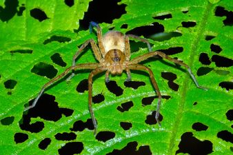 World’s biggest spider found in UK after accidental 5,000-mile trip in shipping container