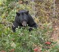 Huge 500lb black bear nicknamed ‘Hank the Tank’ breaks into 28 homes to steal food