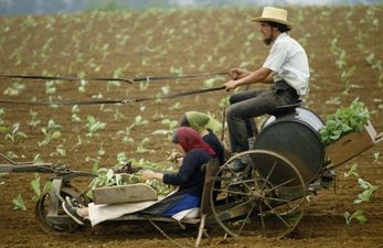 ‘Reckless’ Amish horse rider accused of drink driving after ‘a couple of beers’