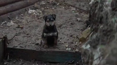 Ukrainian soldiers adopt freezing puppy who now stands guard for them