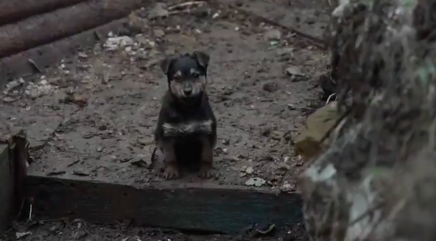 Ukrainian soldiers adopt puppy