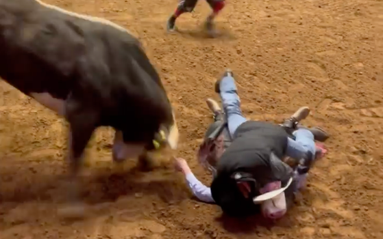 Dad protects unconscious son from raging bull