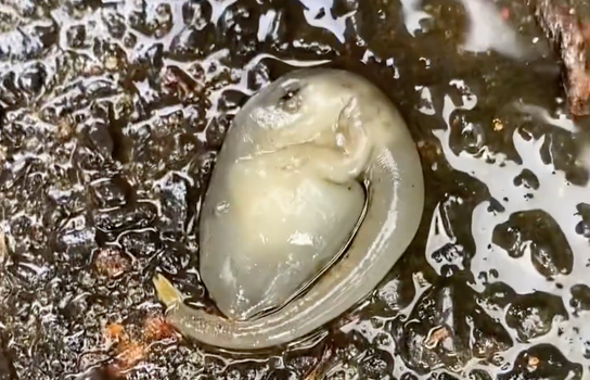 Alien creature on streets of Australia