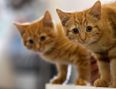 Russia has now been hit with sanctions targeting its designer cats and their fanciers