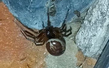 Poisonous spiders discovered eating bats in the UK for the first time