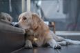 Dogs ‘feel grief and mourn when other pets die’ – and it can last for years