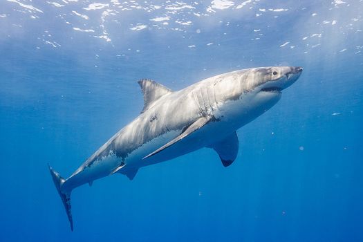 Scientists establish whether sharks sleep