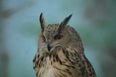 Massive two-and-half foot owl ‘tried to eat’ British jogger