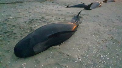 Heartbreaking images as dozens of pilot whales die at infamous beach