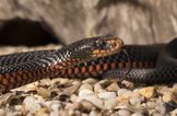 Guy suffers venomous bite from snake wine that ‘came back to life’