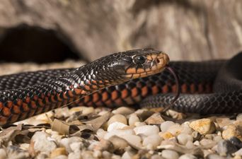 Guy suffers venomous bite from snake wine that ‘came back to life’