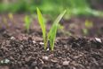 Man turned to compost in eco-friendly funeral before being scattered across the ground