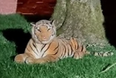 Terrified neighbours call police over tiger in back garden – it was a cuddly toy