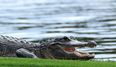 12-foot alligator found in newly built home ahead of open house